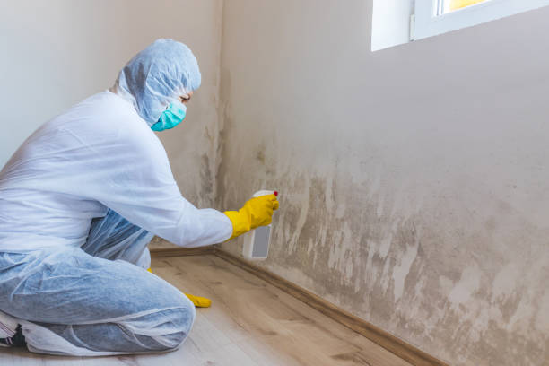 Licensed Mold Remediation service in Boston, MA - 24 Hour Mold Removal
